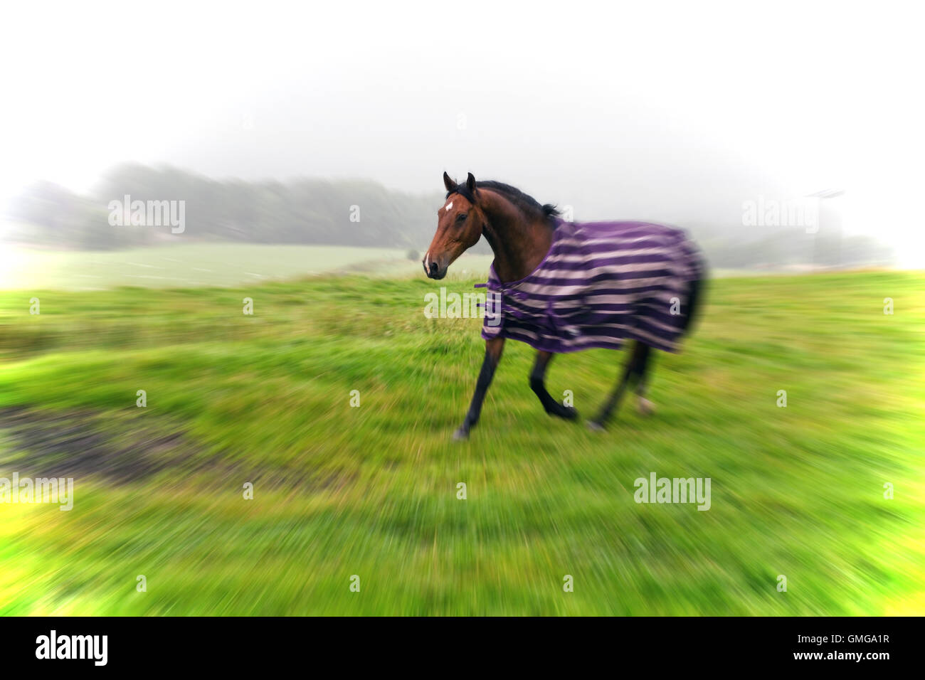 Pferd im Feld laufen, gestreifte Decke an einem nebligen Tag. Rotes Pferd mit einem weißen Fleck auf dem Kopf Stockfoto