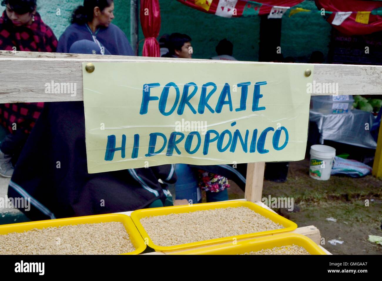 Hydroponische Futter - landwirtschaftliche Messe - Fiestas Patrias (Independence Day) in Sapalache - PERU Stockfoto
