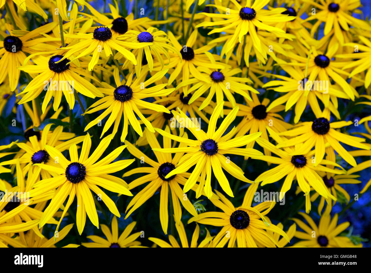 Spät Sommer blühenden Rudbeckia Stockfoto
