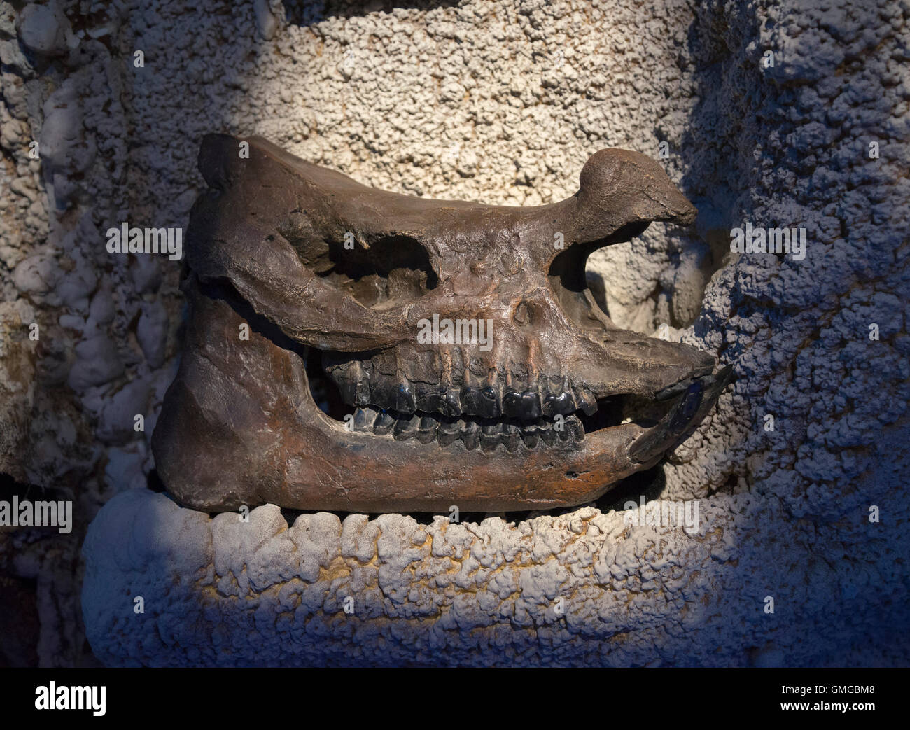 Ausstellung der Höhle und Höhle Frischwassersystemen Floridas und die Entdecker, die Tauchen Sie ein in ihre tiefen und was dort gefunden wird. Stockfoto