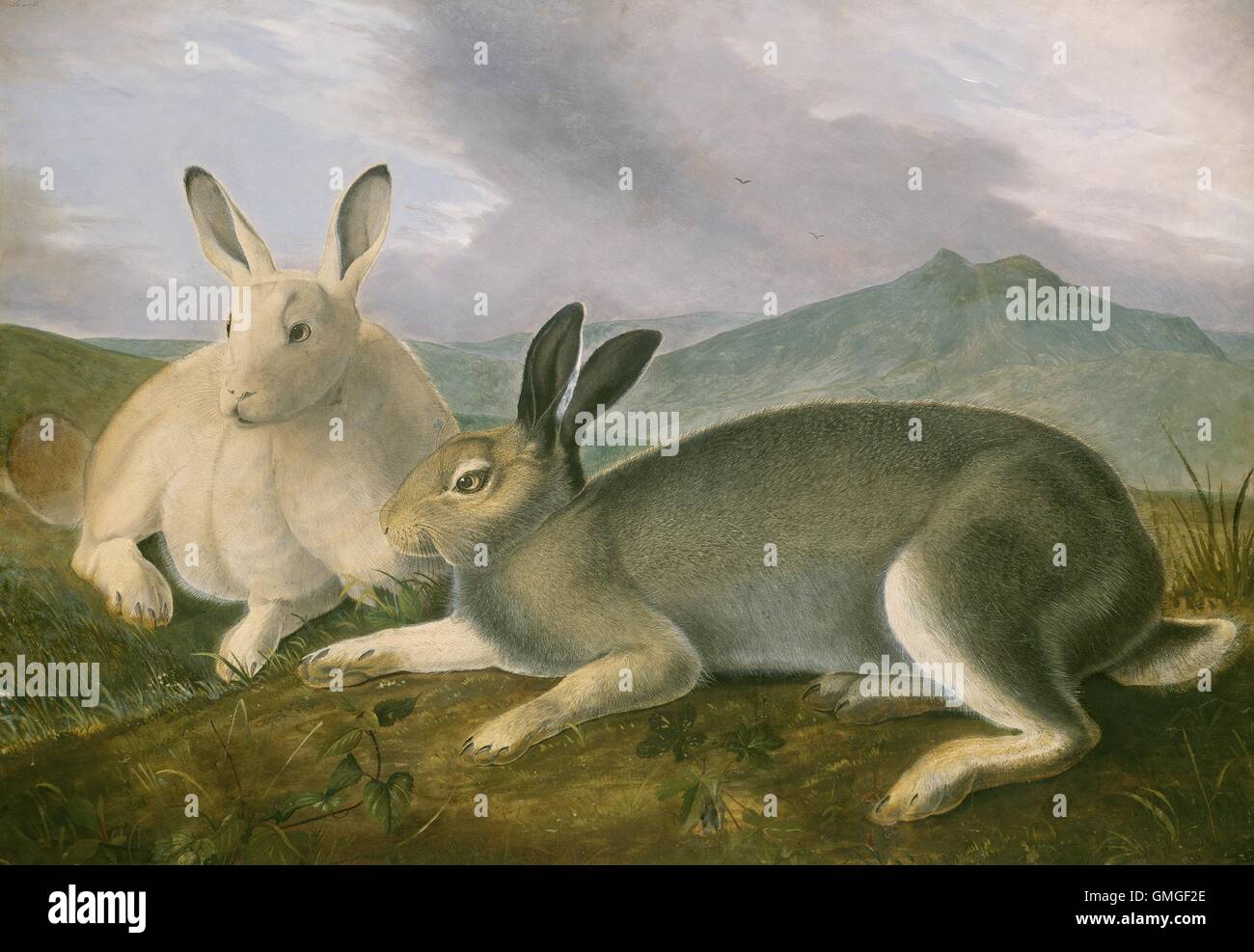 Arktis-Hase, von Audubon, 1841, amerikanische Malerei, Aquarell und Öl Farbe auf Papier. Audubon es detaillierte Gemälde wurde Stockfoto