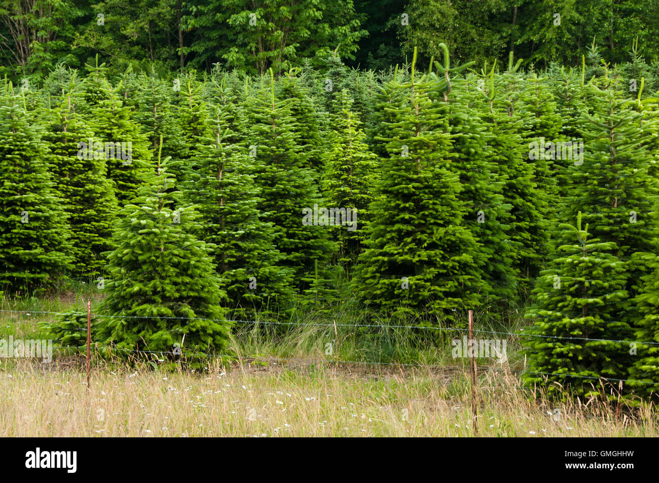 Christmas Tree Farm mit Reihen von Leben nicht ergänzten Kiefern fast füllen Frame Stockfoto