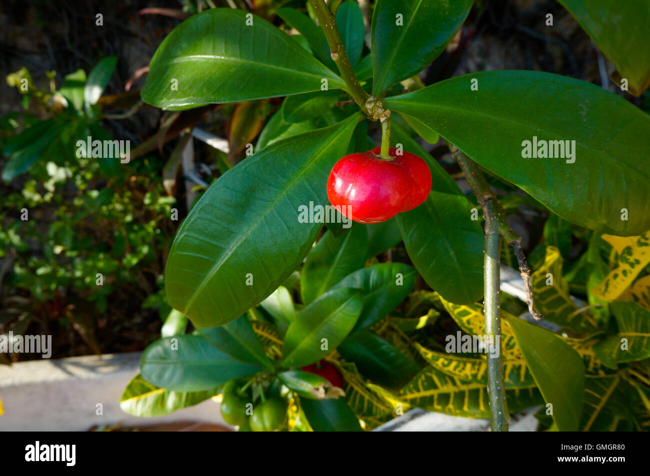 Der Cashewapfel der Cashew-Baum, der die Cashewnuss tragen wird. (Anacardium Occidentale) Stockfoto
