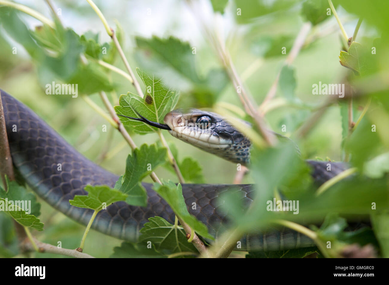 Ein blau-Racer snake Rest in einem Baum an einem Prärie-Naturschutzgebiet in Indiana. Stockfoto