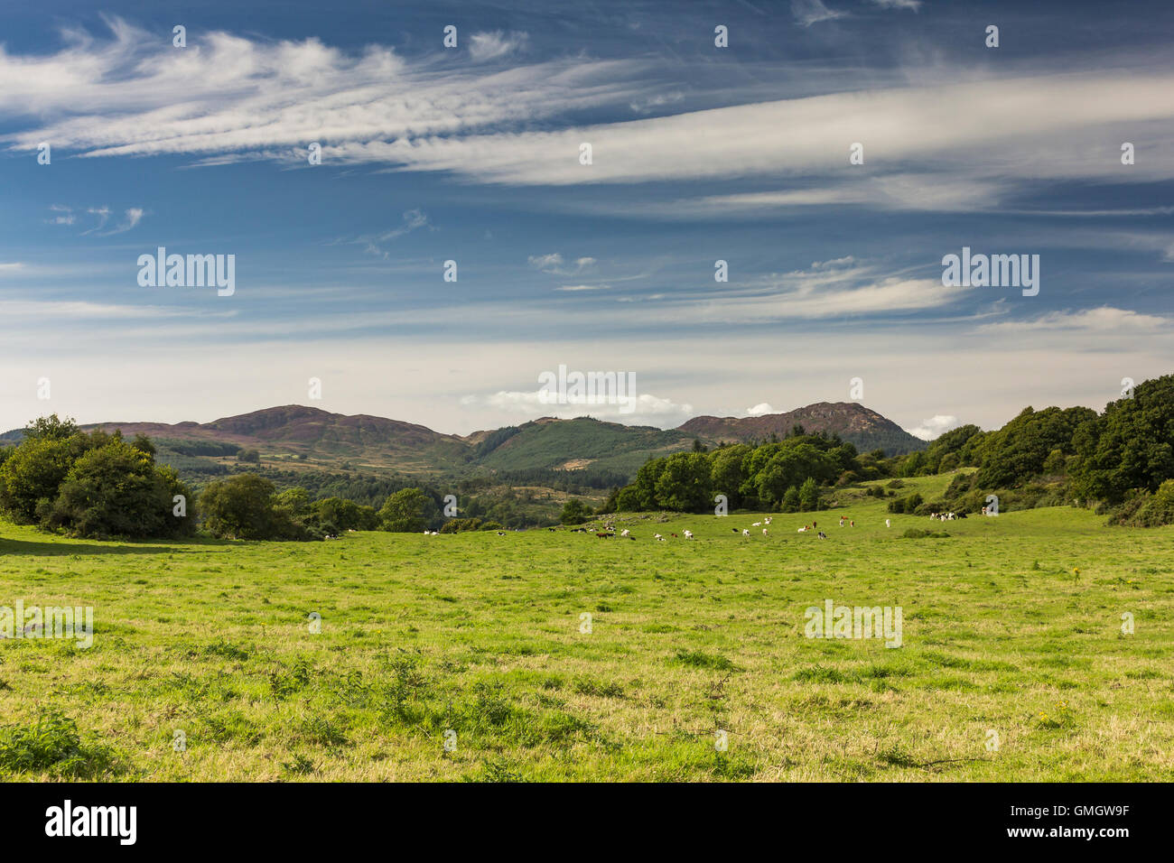 Grüne Weide Feld von Kühen und Wolkengebilde, in der Nähe von Auchencairn, Dumfries and Galloway, Schottland, Großbritannien. Stockfoto