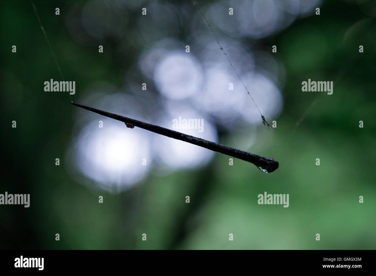 Dorn aus Weißdorn Baum gefangen in einem Netz, Bokeh im Hintergrund Stockfoto