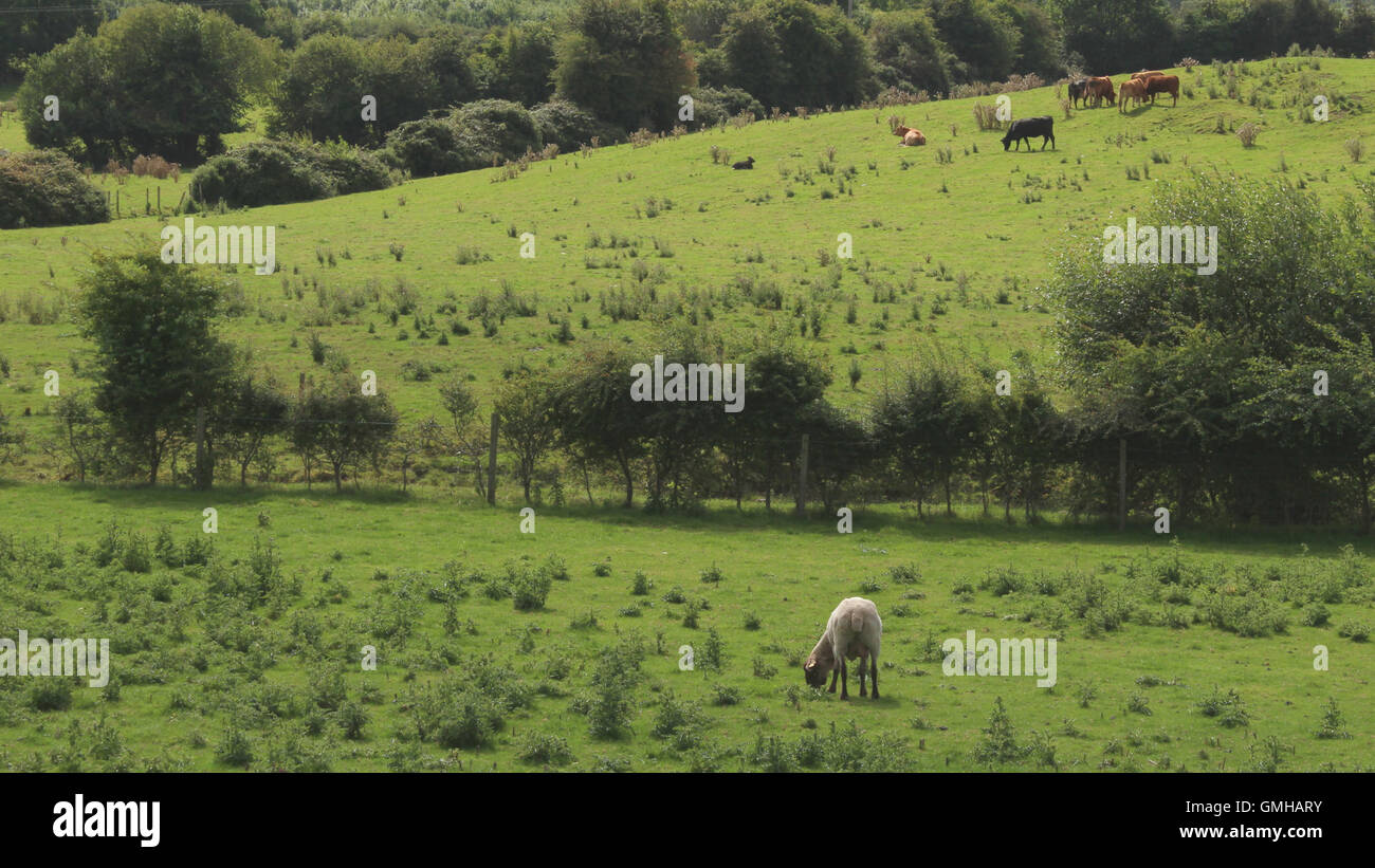 Green Fields in Kinnitty, in der Nähe von Birr Stadt, Grafschaft Offaly, Irland Stockfoto
