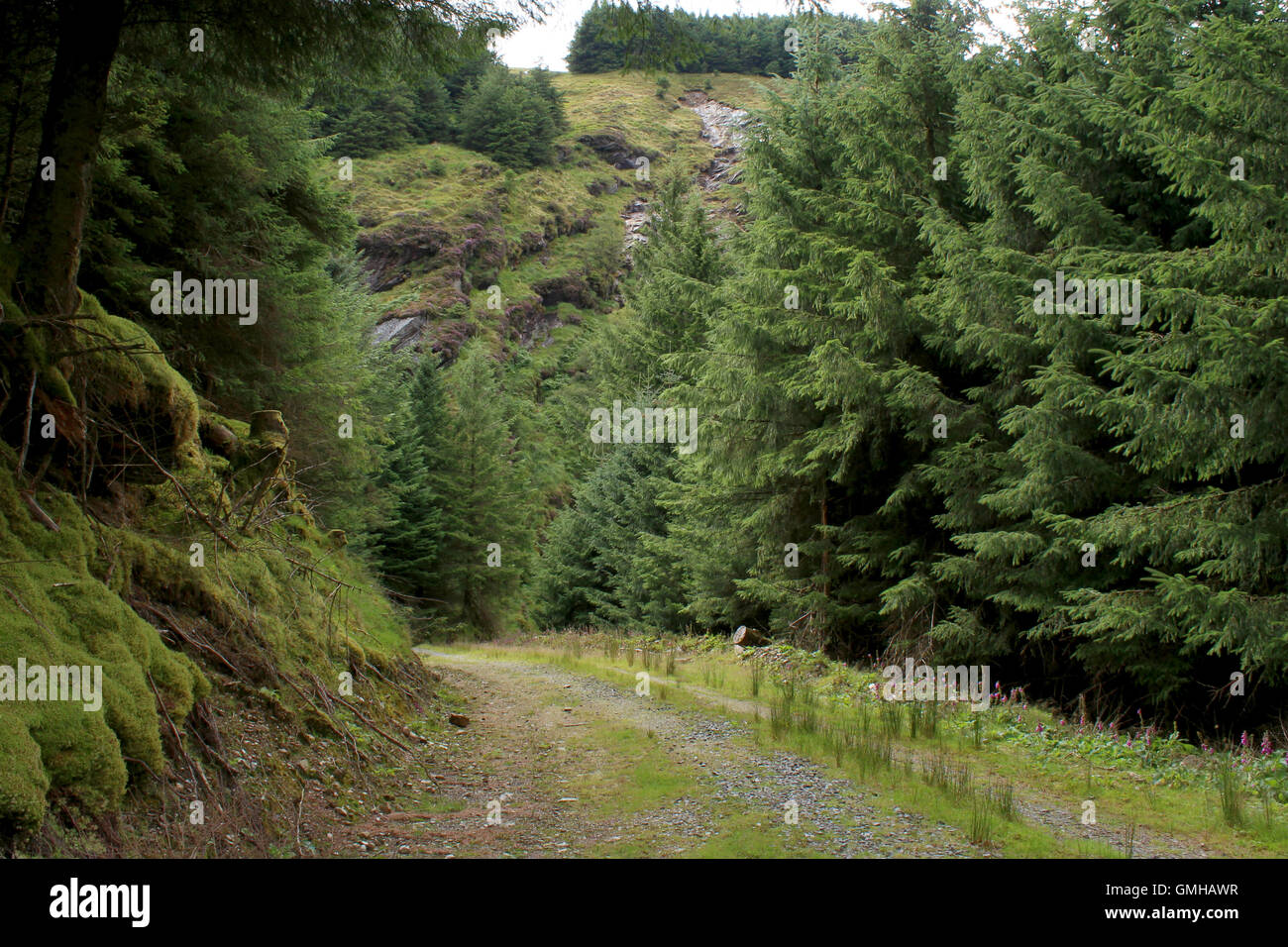 Pine Bäume Road in Glendalough, County Wicklow, Irland Stockfoto