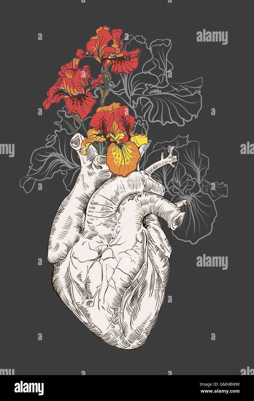 Herz anatomie zeichnung Stock-Vektorgrafiken kaufen - Seite 2 - Alamy