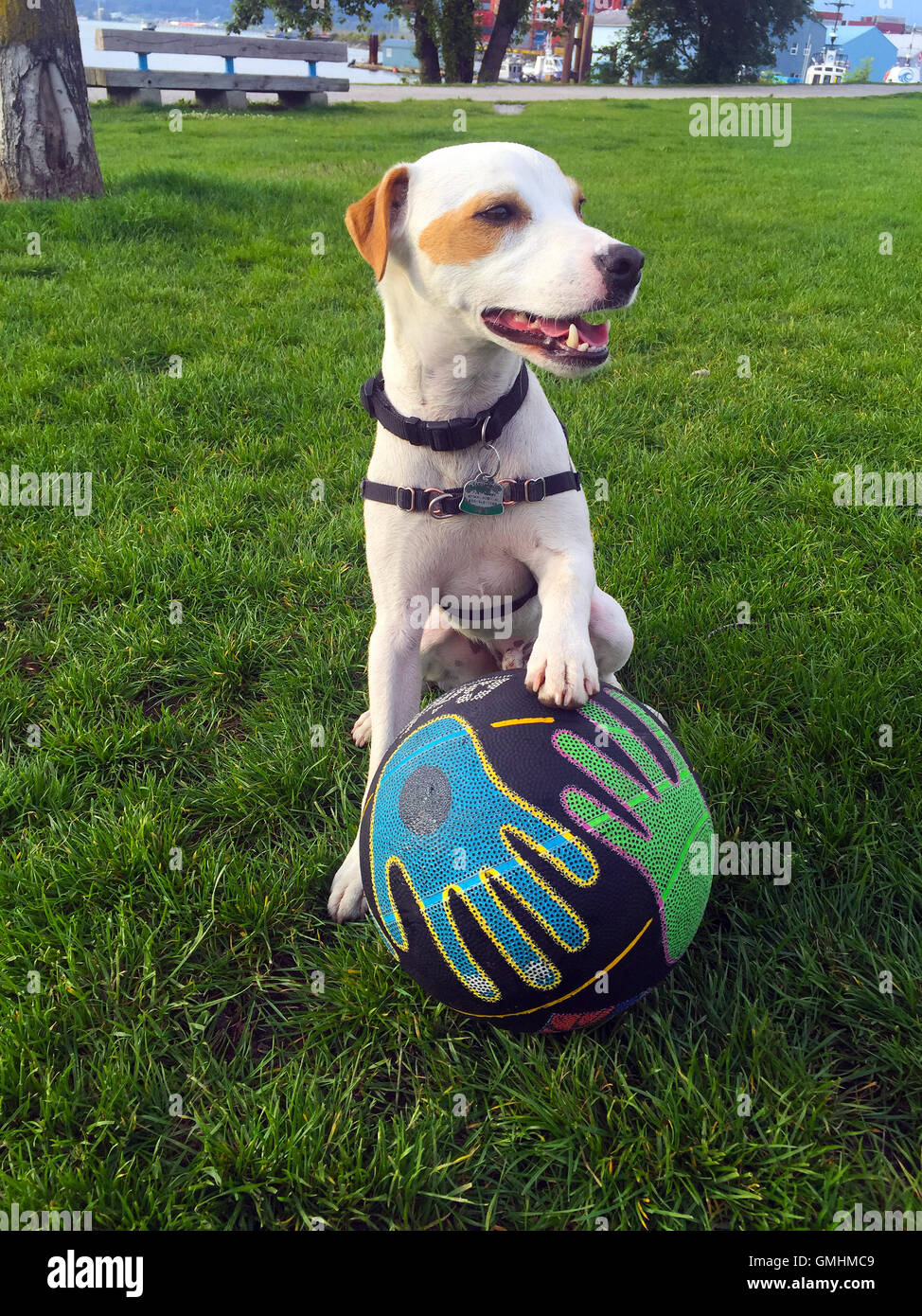 Mac (Macchiato) süße Jack-Russell-Terrier Hund gerade Prellen Basketball aus seiner Nase Krabbe Park, Vancouver, BC Kanada-2 Stockfoto