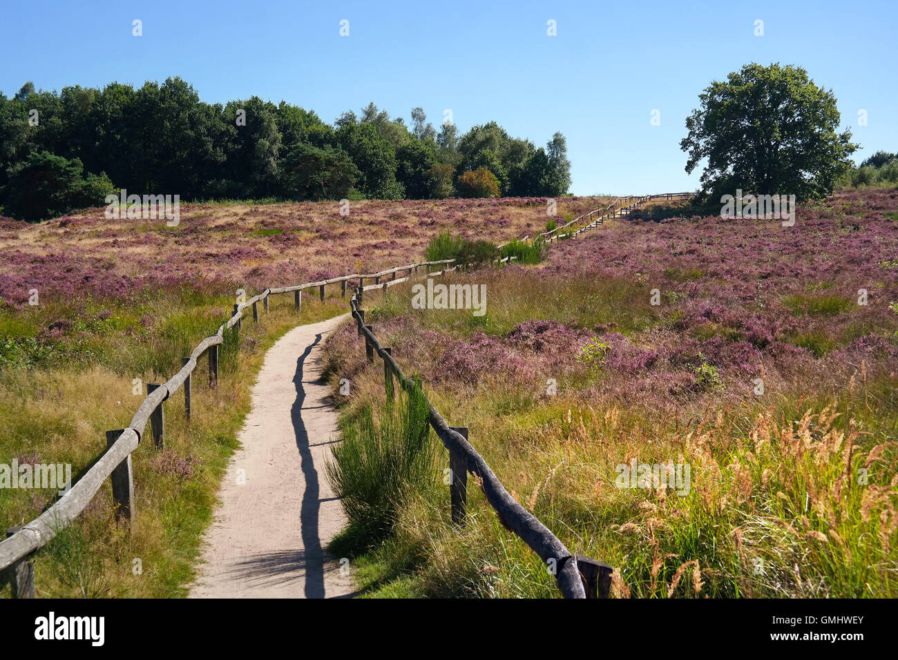 Wanderweg in einer Heidelandschaft in Havelte, Drenthe, Niederlande. Stockfoto