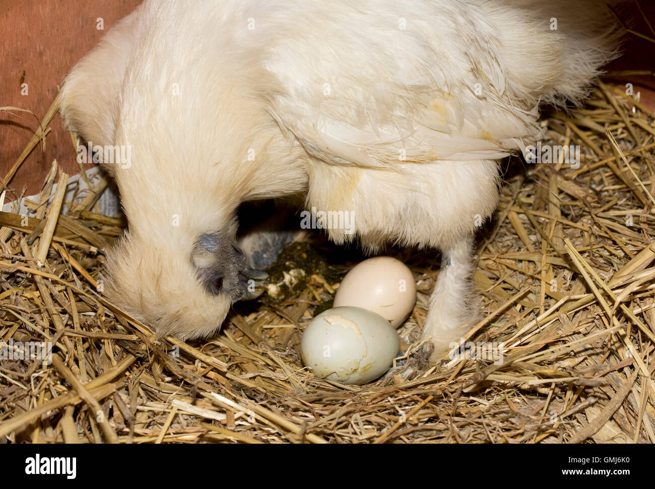 Weiße Bantam Henne Überprüfung zwei Eiern zu schlüpfen Cotswolds UK Stockfoto
