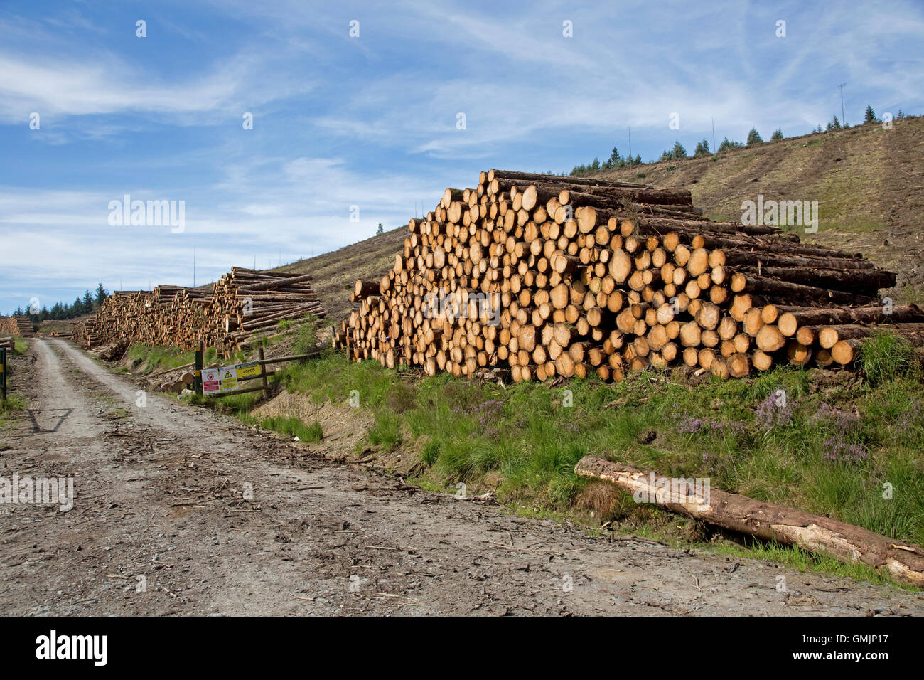 Stapel von kürzlich gefällten Kiefer Protokolle Waldgebiet Ceredigion Mid Wales Stockfoto