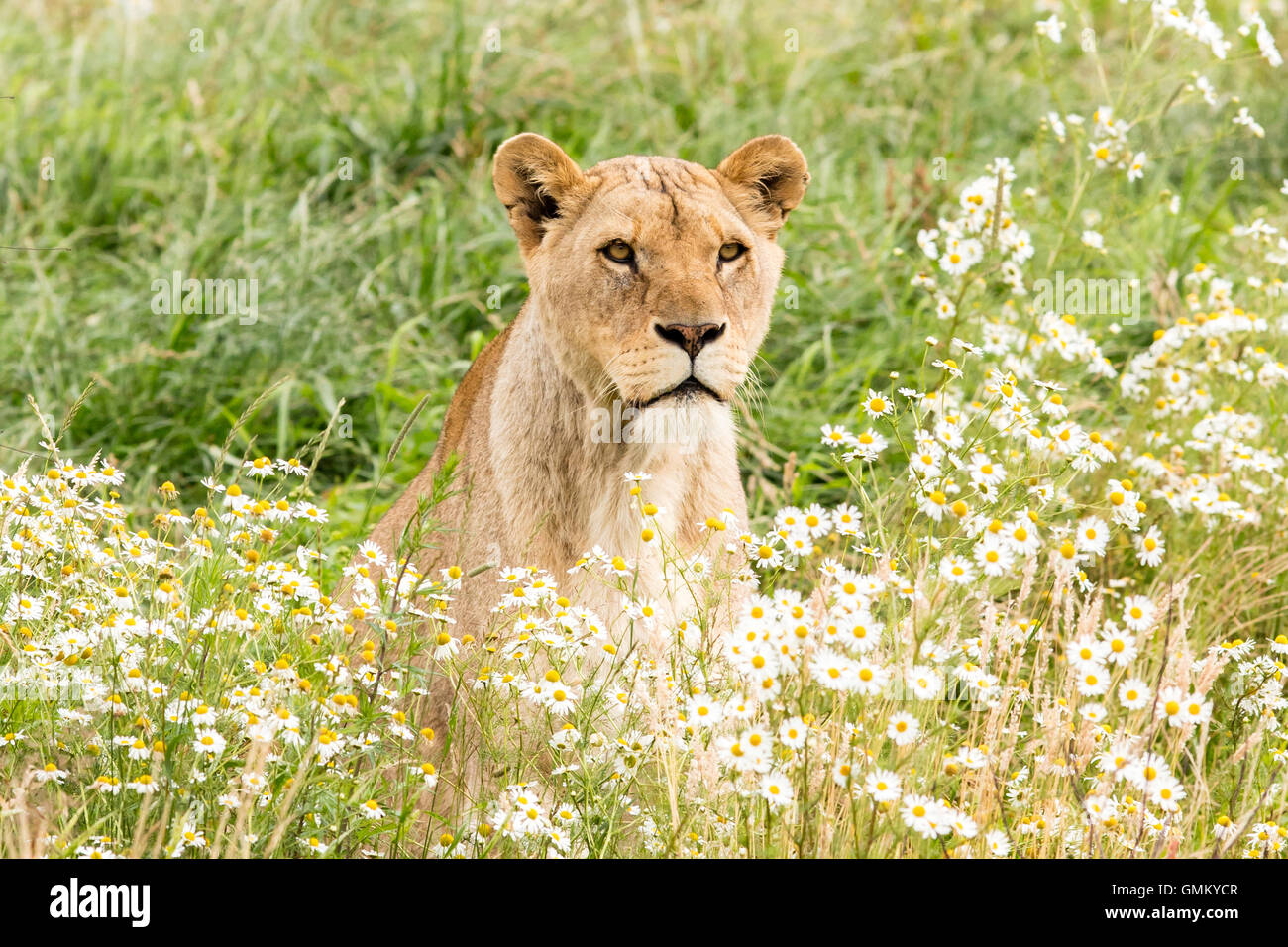 Einzigen weiblichen Löwen ruht in der frischen grasss Stockfoto
