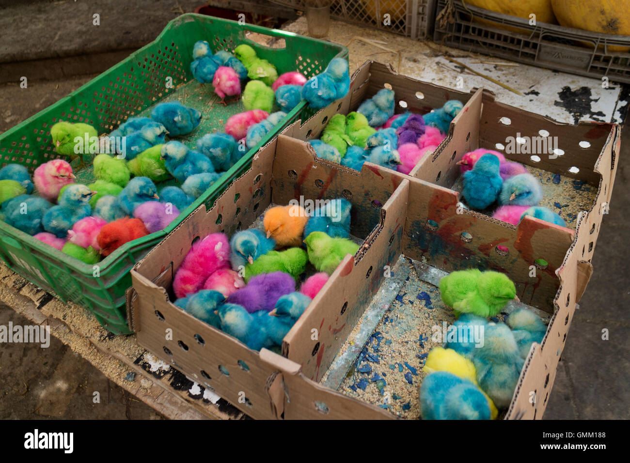 Bemalte Hühner zum Verkauf in Tetouan, Marokko Stockfoto