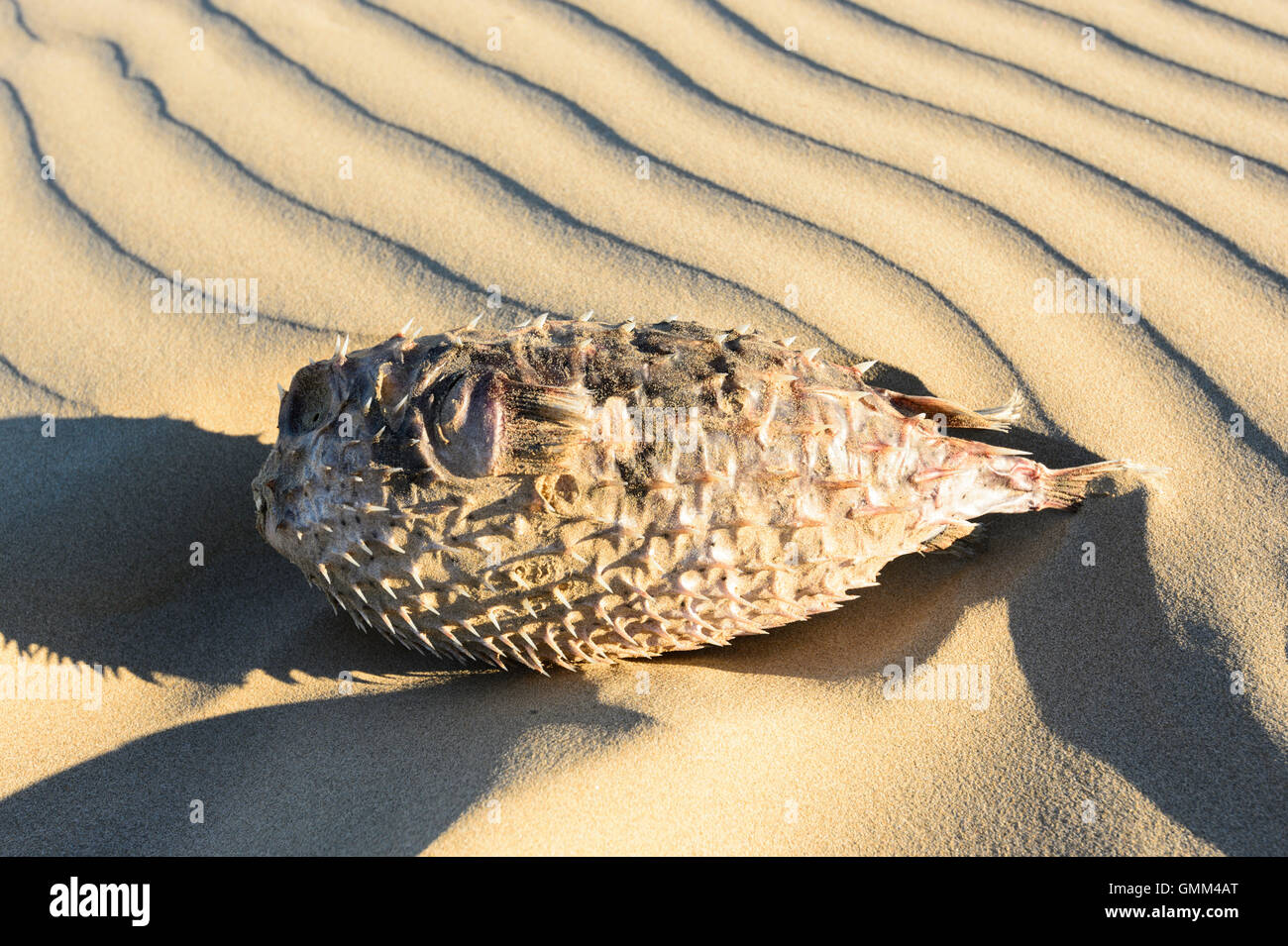 Tot Kugelfische am Strand, Gerroa, Seven Mile Beach, New South Wales, NSW, Australien Stockfoto