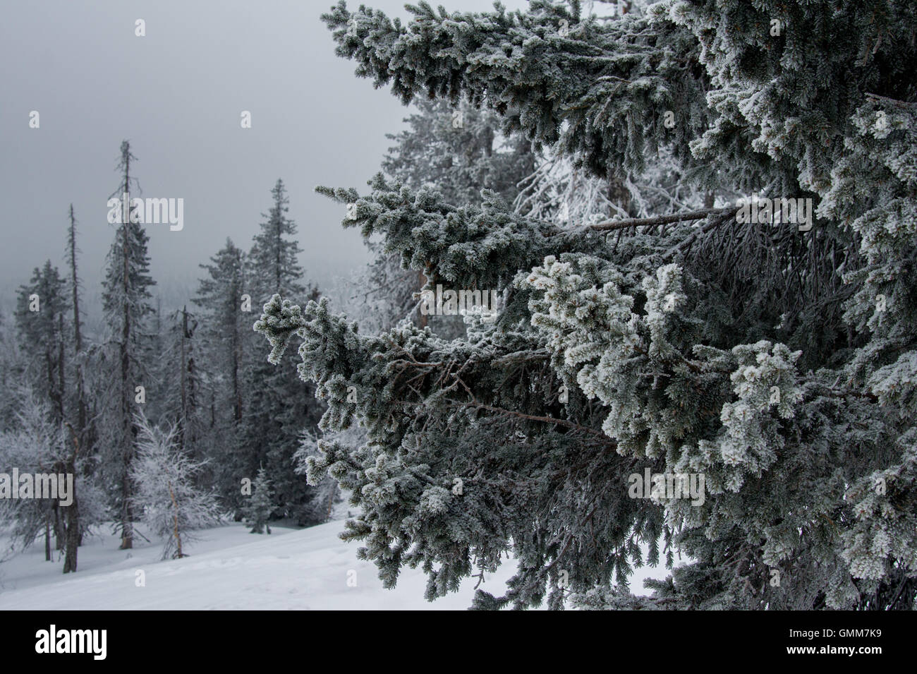 verschneiten Wälder an den Hängen des Berges. Winterlandschaft Stockfoto