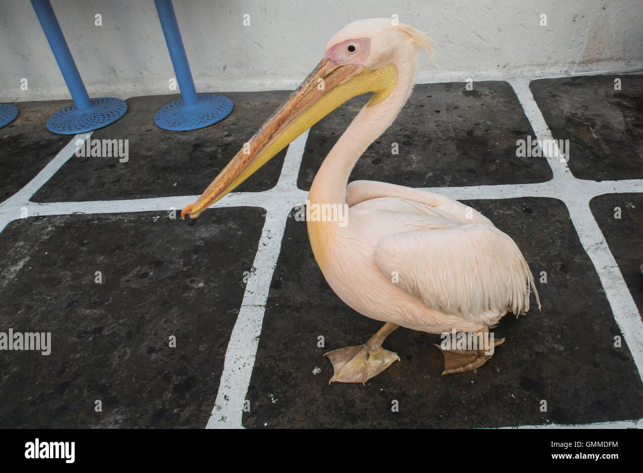 Insel Mykonos, Griechenland. Pelikan Stadt Maskottchen an einem Morgen Fuß in Mykonos-Stadt. Stockfoto