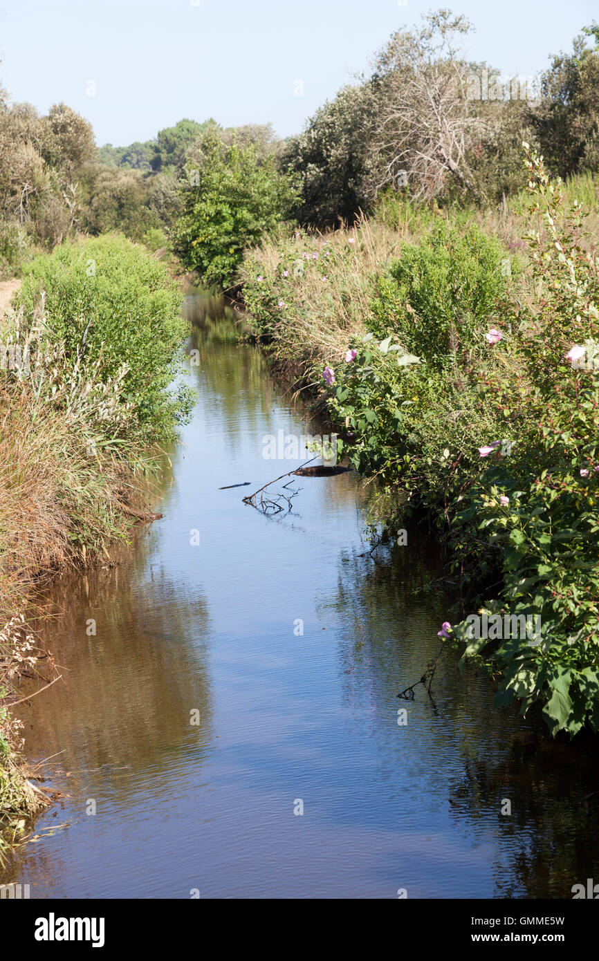 Ein Blick auf das Gewirr von Wildpflanzen auf beiden Seiten des Abflusses get rid of Wasser in die "Barthes' (Soorts Hossegor - Frankreich). Stockfoto