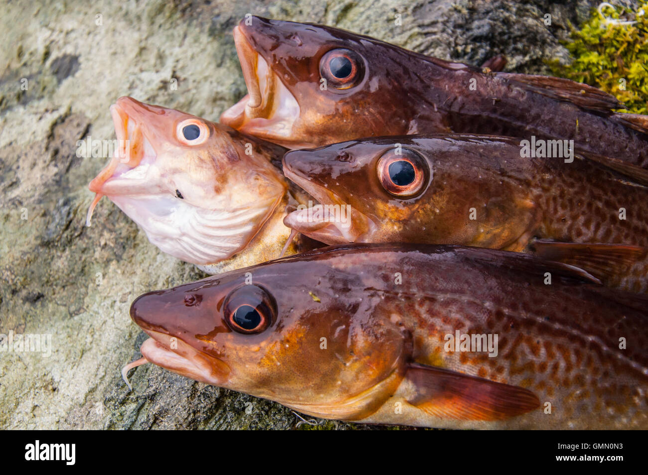 Atlantischer kabeljau gadus morhua -Fotos und -Bildmaterial in hoher ...