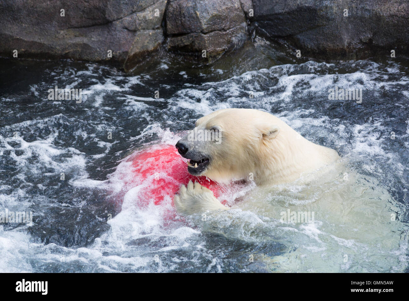 Thalarctos Maritimus (Ursus Maritimus) gemeinhin als Eisbär Stockfoto