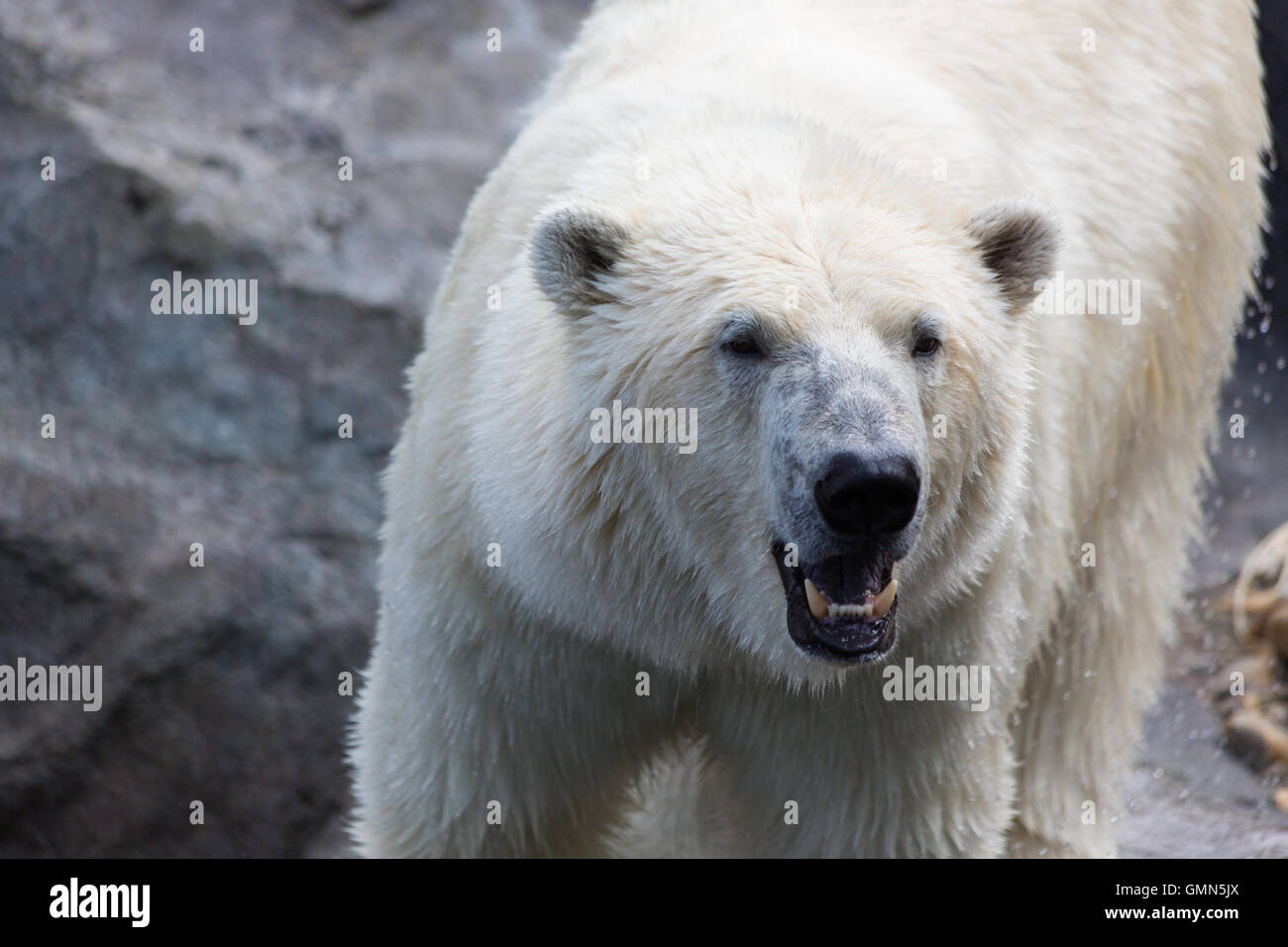 Thalarctos Maritimus (Ursus Maritimus) gemeinhin als Eisbär Stockfoto