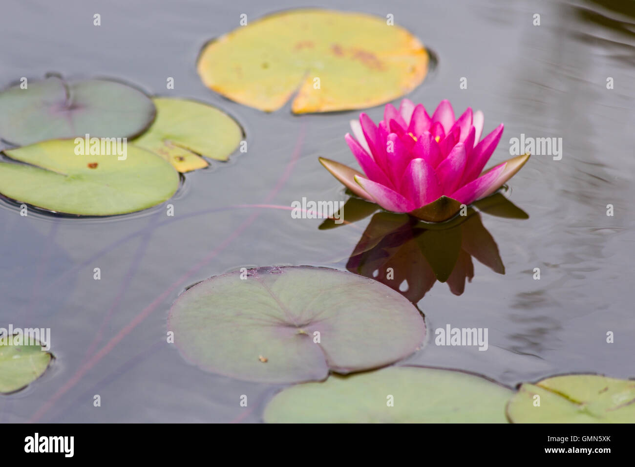 Lotus garten Fotos und Bildmaterial in hoher Auflösung Alamy