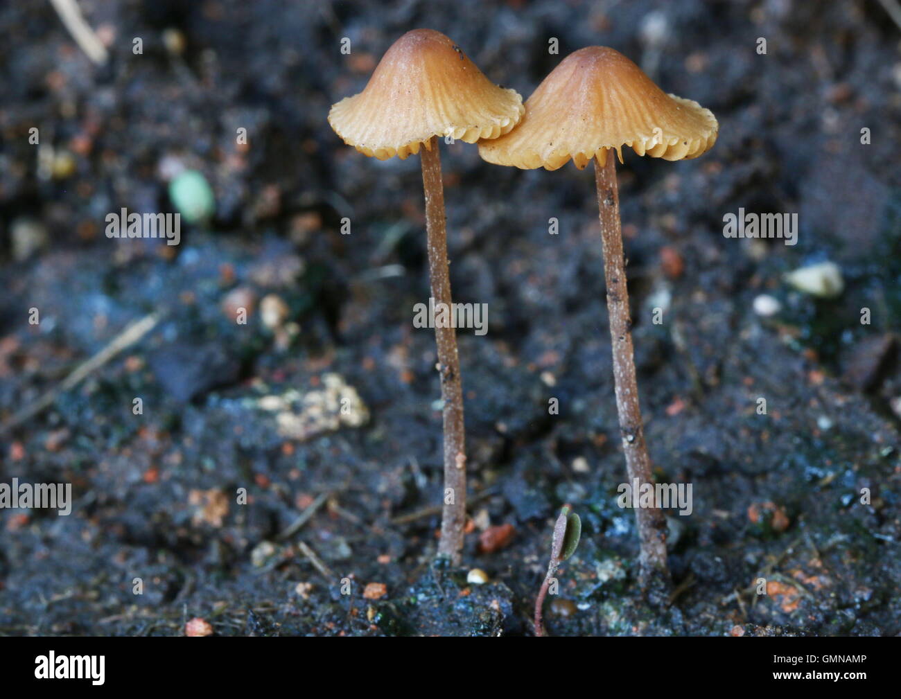 Zwei kleine braune Pilze im tropischen Dschungel gefunden. Stockfoto