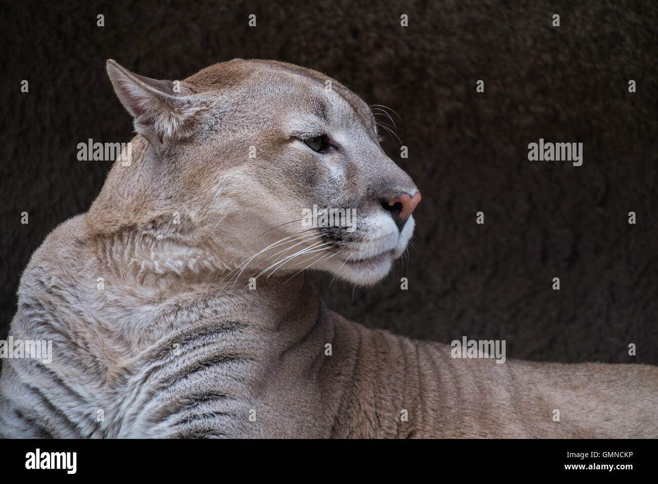 Porträt eines Puma gegen Steinstruktur Stockfoto