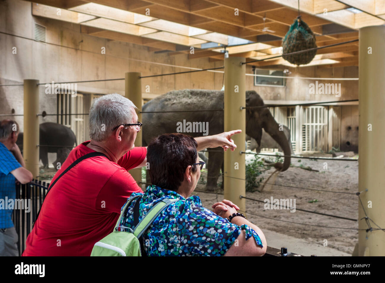 Besucher betrachten asiatische Elefanten / asiatische Elefant (Elephas Maximus) im Innenanlage an der Planckendael Zoo, Belgien Stockfoto