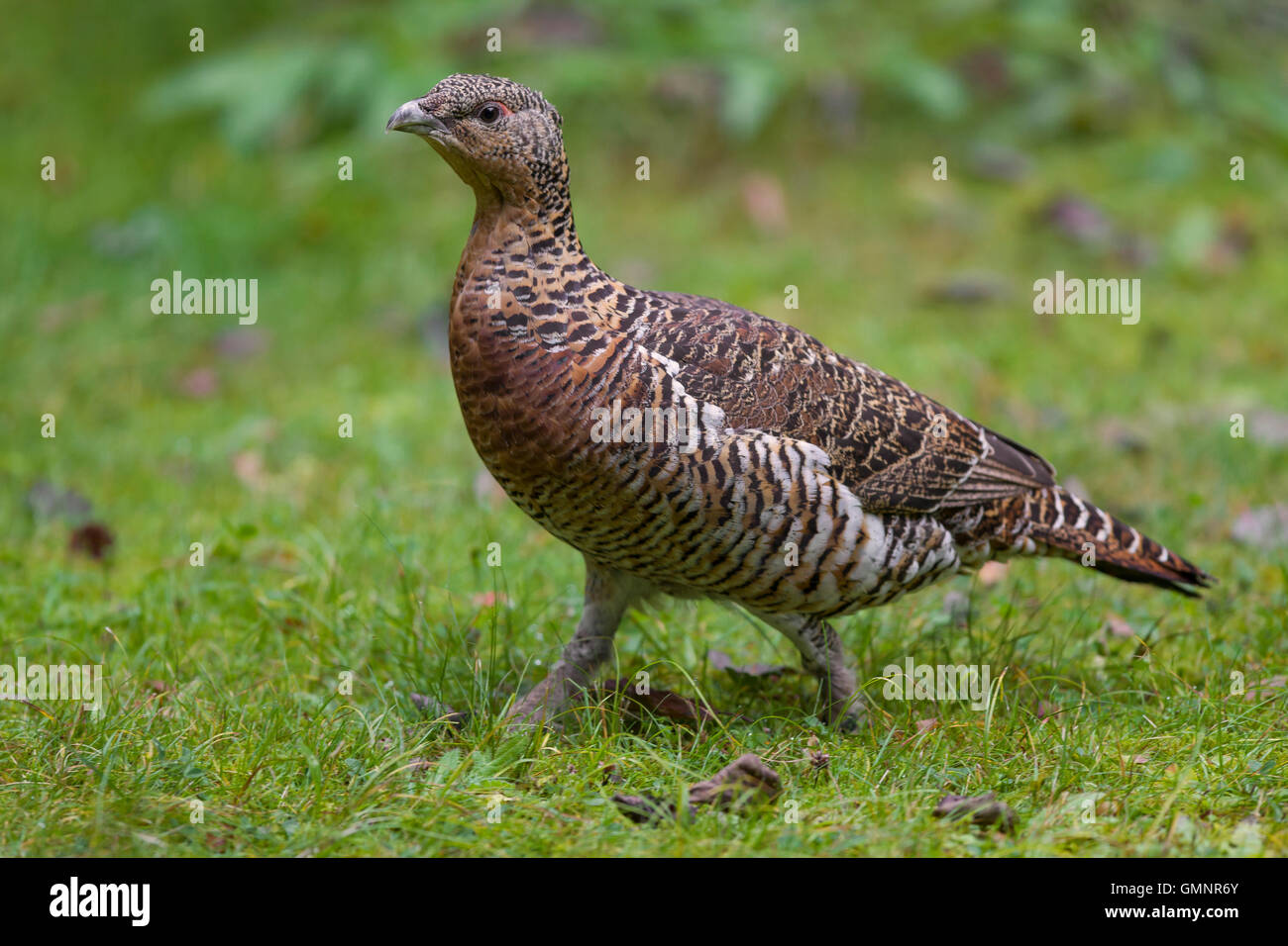 Auerhühner (at Urogallus) Henne im Herbst Stockfoto