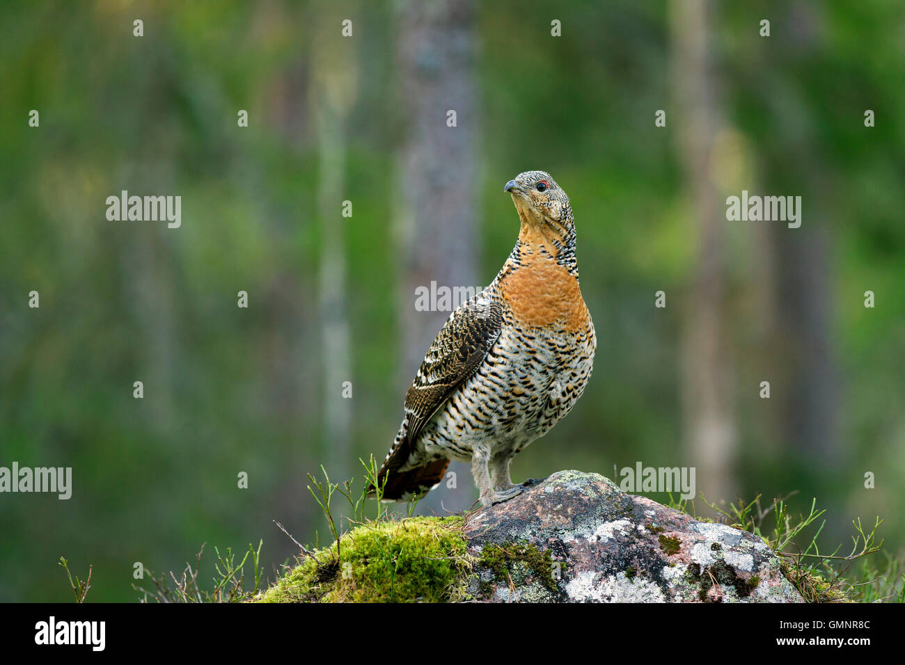 Auerhühner (at Urogallus) weibliche im Nadelwald im Frühjahr Stockfoto