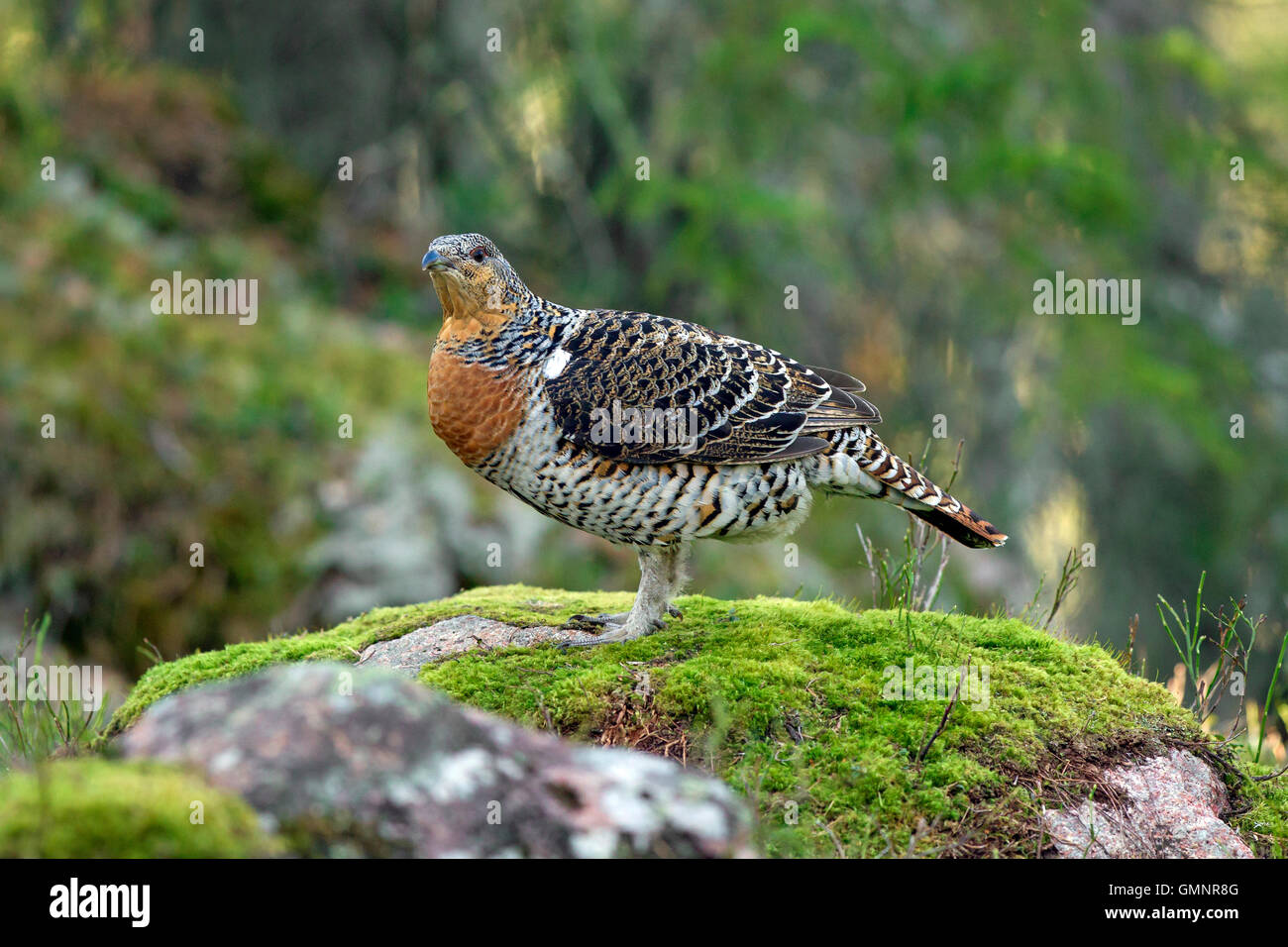Auerhühner (at Urogallus) weibliche im Nadelwald im Frühjahr Stockfoto