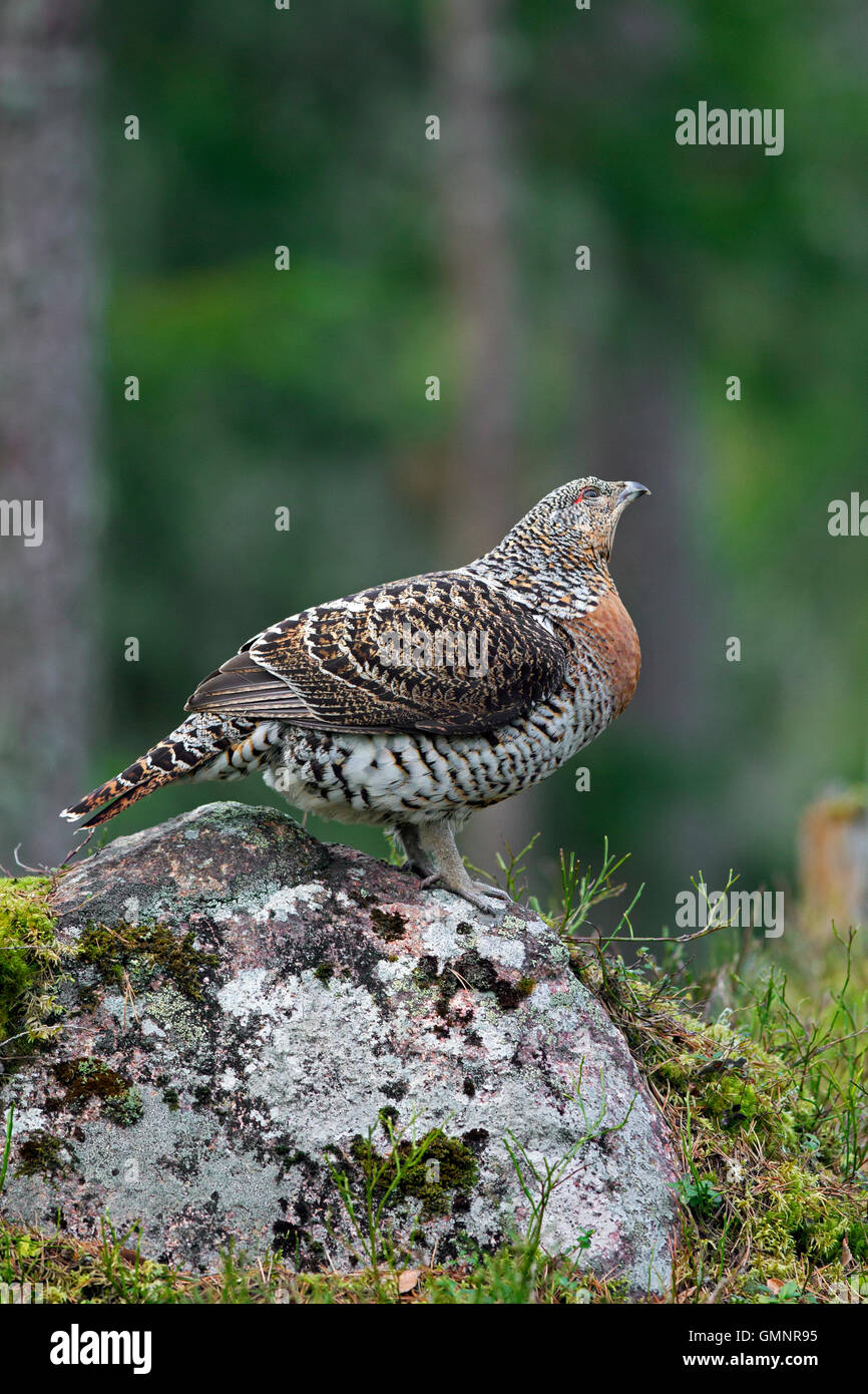 Auerhühner (at Urogallus) weibliche im Nadelwald im Frühjahr Stockfoto