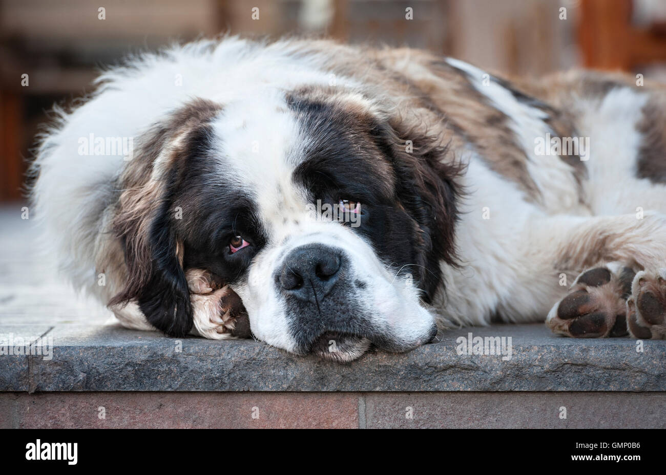 Die Dolomiten, Trentino, Italien. Die alte St Bernard Berg Hund, Leben im Rifugio Capanna auf dem Passo di Valles auf der Alta Via 2 Wanderweg Stockfoto