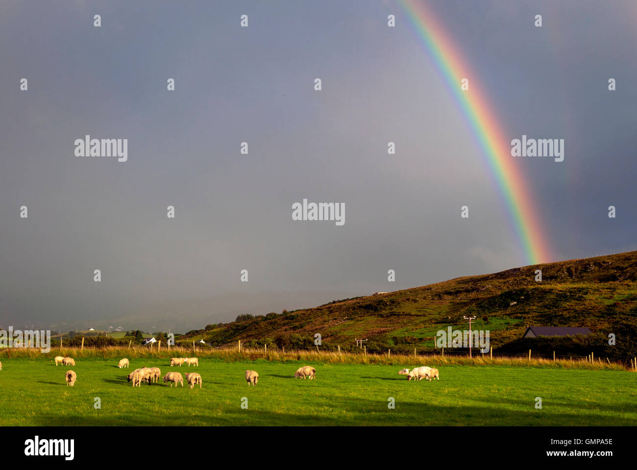 Schafe und Regenbogen in Ardara, County Donegal, Irland Stockfoto