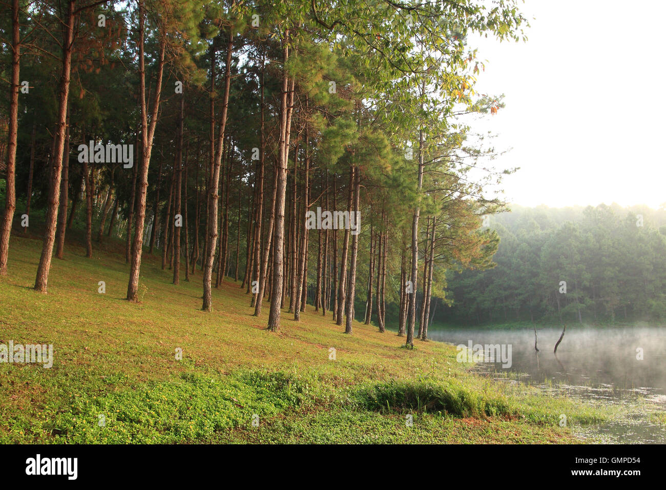 Farbe-Wald. Stockfoto