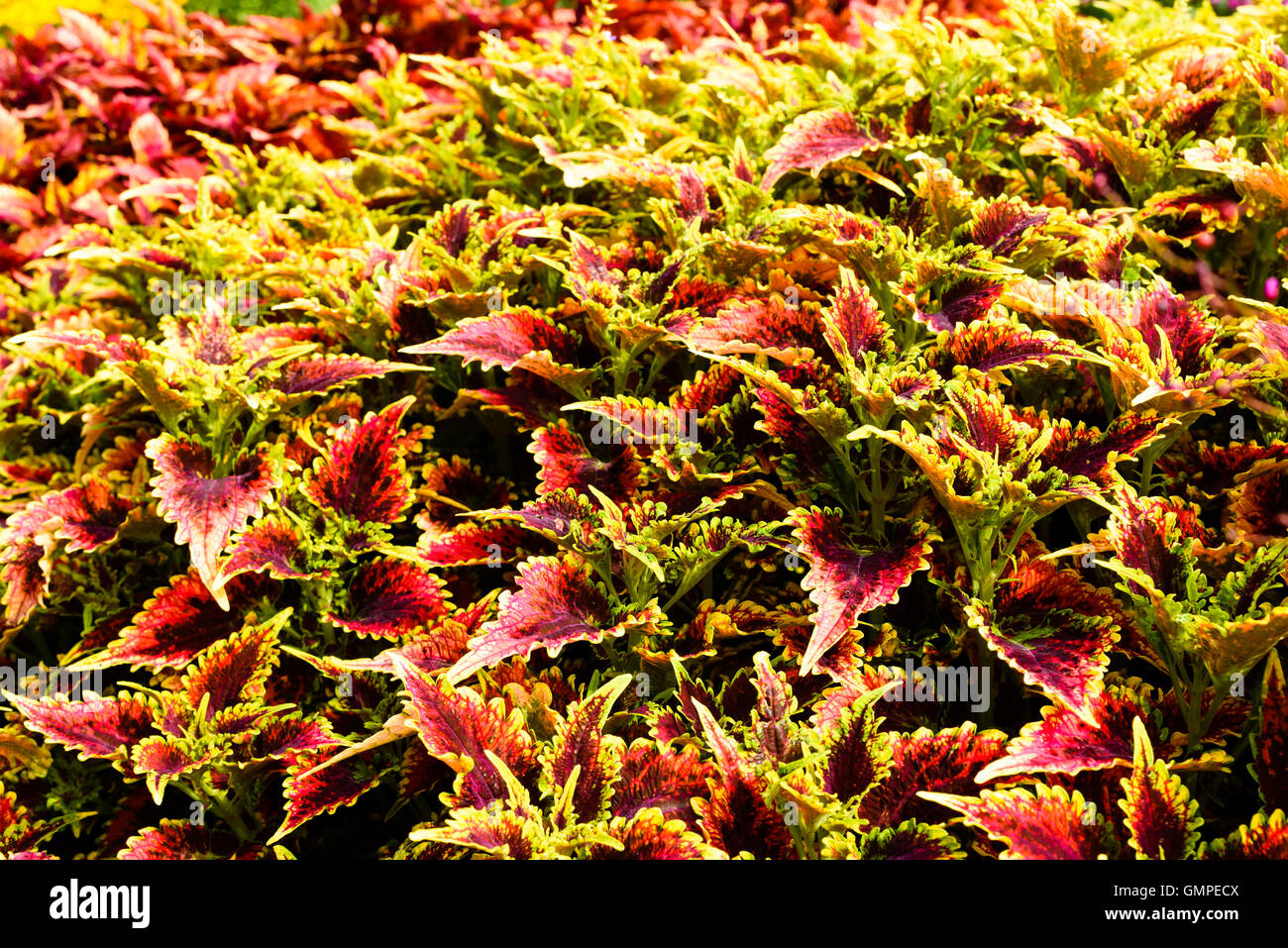 Plectranthus Scutellarioides, Coleus oder bemalte Brennnessel. Hier die Sorte Spitfire in großer Zahl in ein Blumenbeet. Stockfoto
