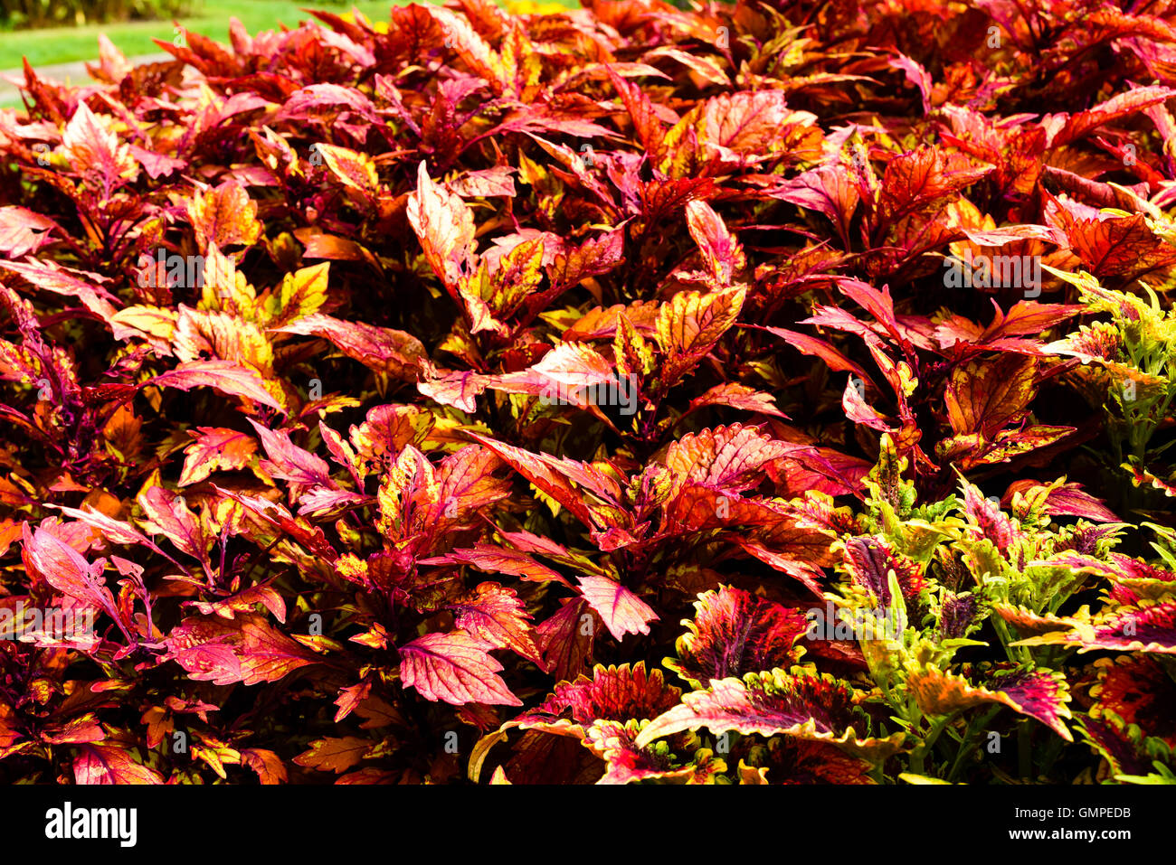 Plectranthus Scutellarioides, Coleus oder bemalte Brennnessel. Hier die Sorte mit Rüschen Bordeaux in großer Zahl in ein Blumenbeet. Stockfoto