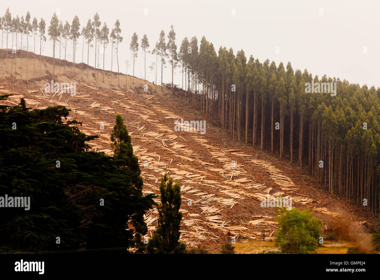 Riesige Kahlschlag Eukalyptus-Wald für Holzernte Stockfoto