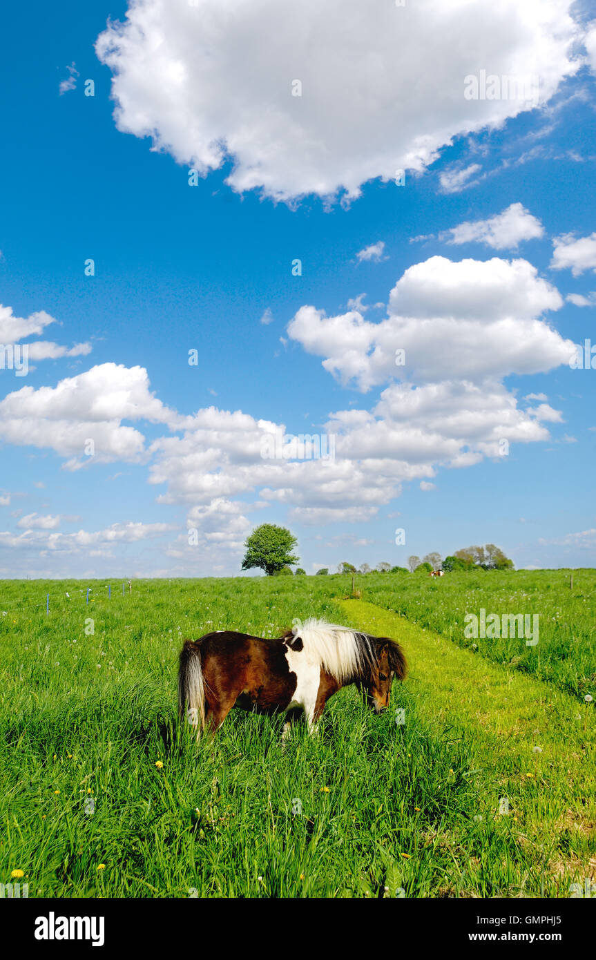 Pferd in der Natur Stockfoto