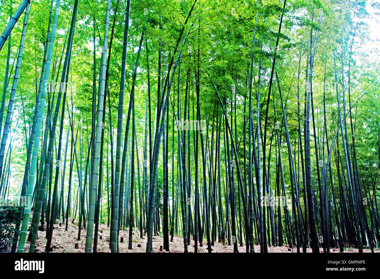 Landschaft der Bambuswald in Sichuan Bambus Meer - aufgenommen in Sichuan,  China Stockfotografie - Alamy