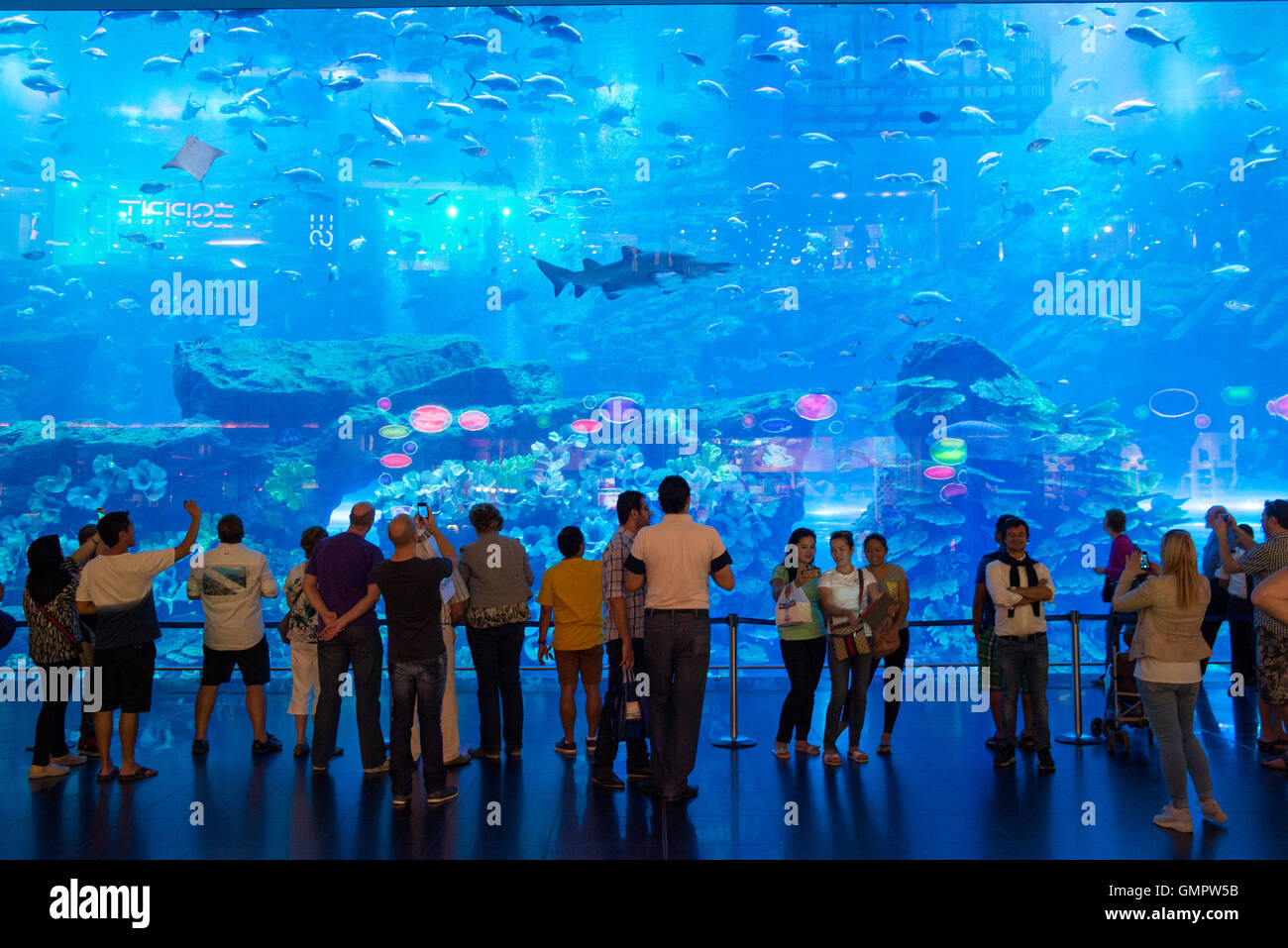 DUBAI, Vereinigte Arabische Emirate - März 3: Blick auf das Aquarium in der Dubai Mall in Dubai, am 3. März 2014. Es ist die größte indoor-Aquarium der Welt Stockfoto