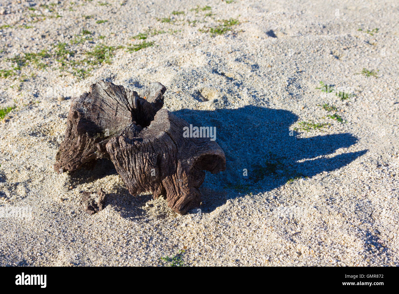 gemeinsamen Kröte (Bufo Bufo) in einer hand Stockfoto