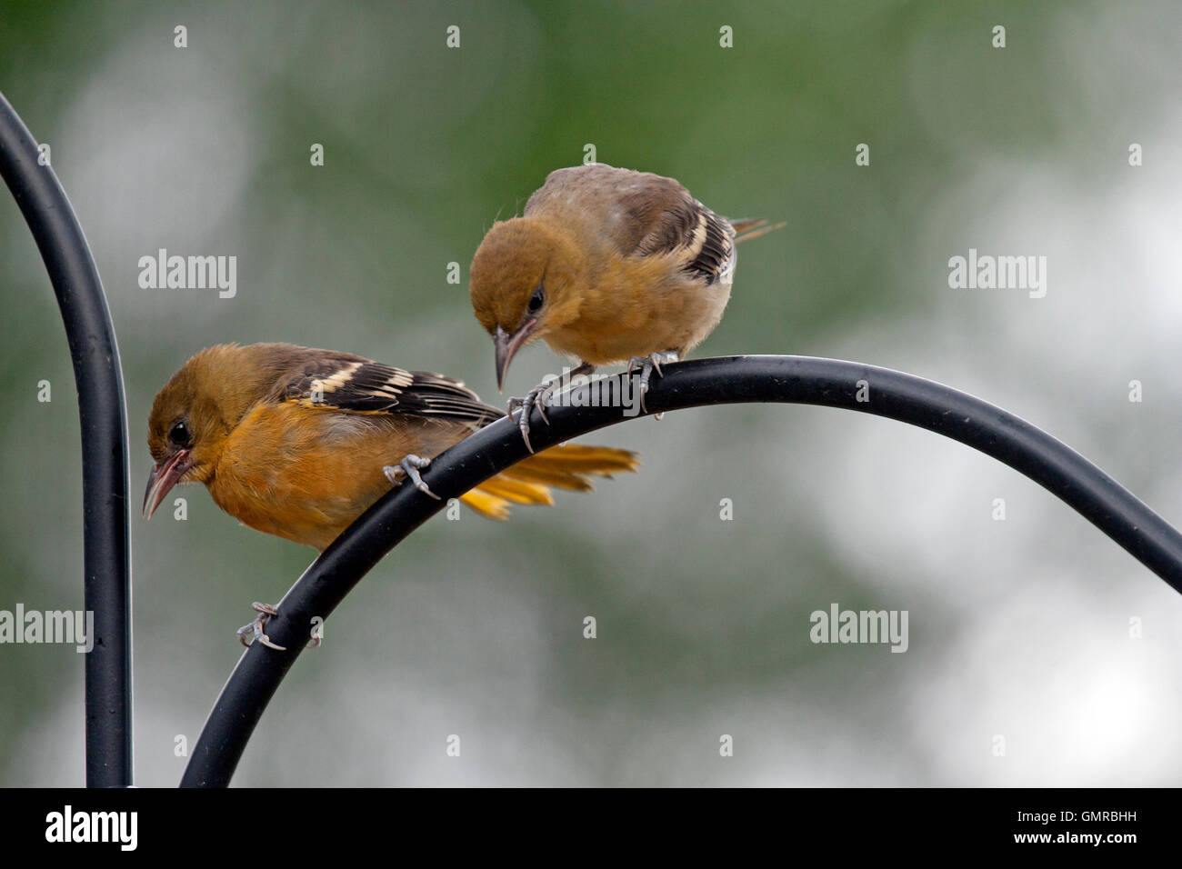 Ein paar junge Baltimore Oriole Geschwister Barsch auf Feeder pole Stockfoto