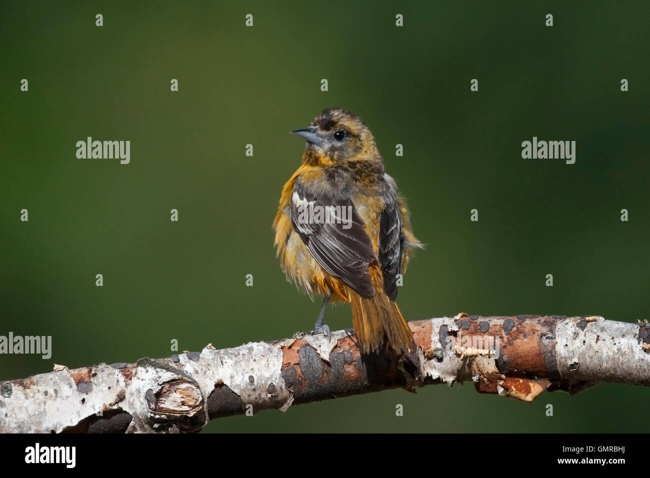 Young-Baltimore Oriole schaut rückwärts während hocken auf Birke branch Stockfoto