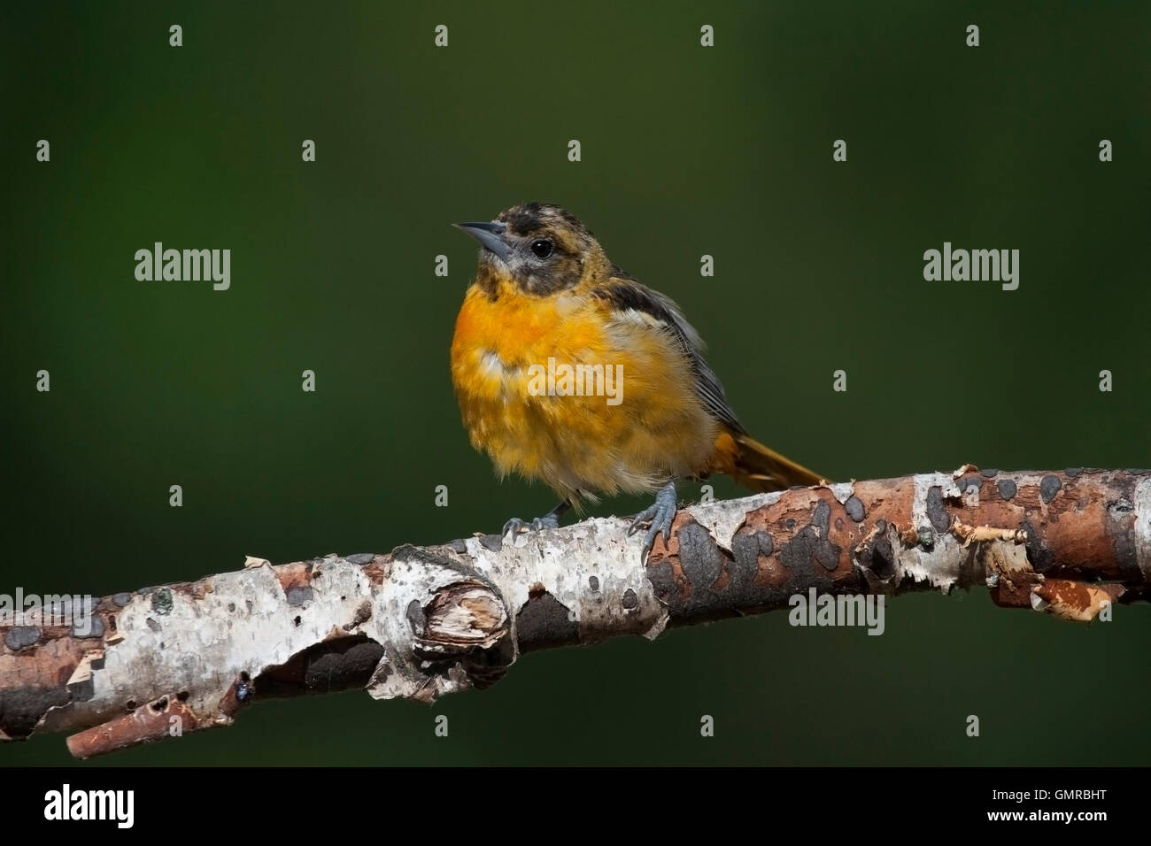 Jung, sitzt neugierig Baltimore Oriole auf Birke branch Stockfoto