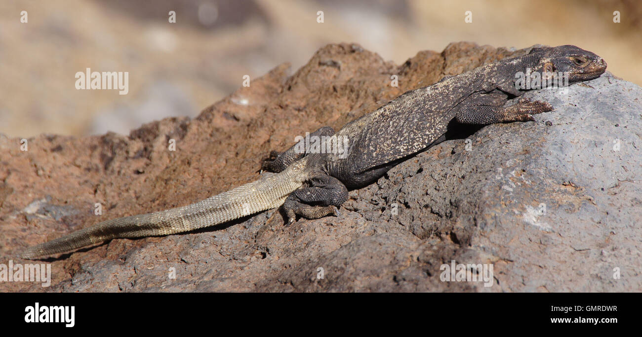 Gemeinsamen Chuckwalla (Sauromalus Ater) getarnt auf einem Felsen. Stockfoto