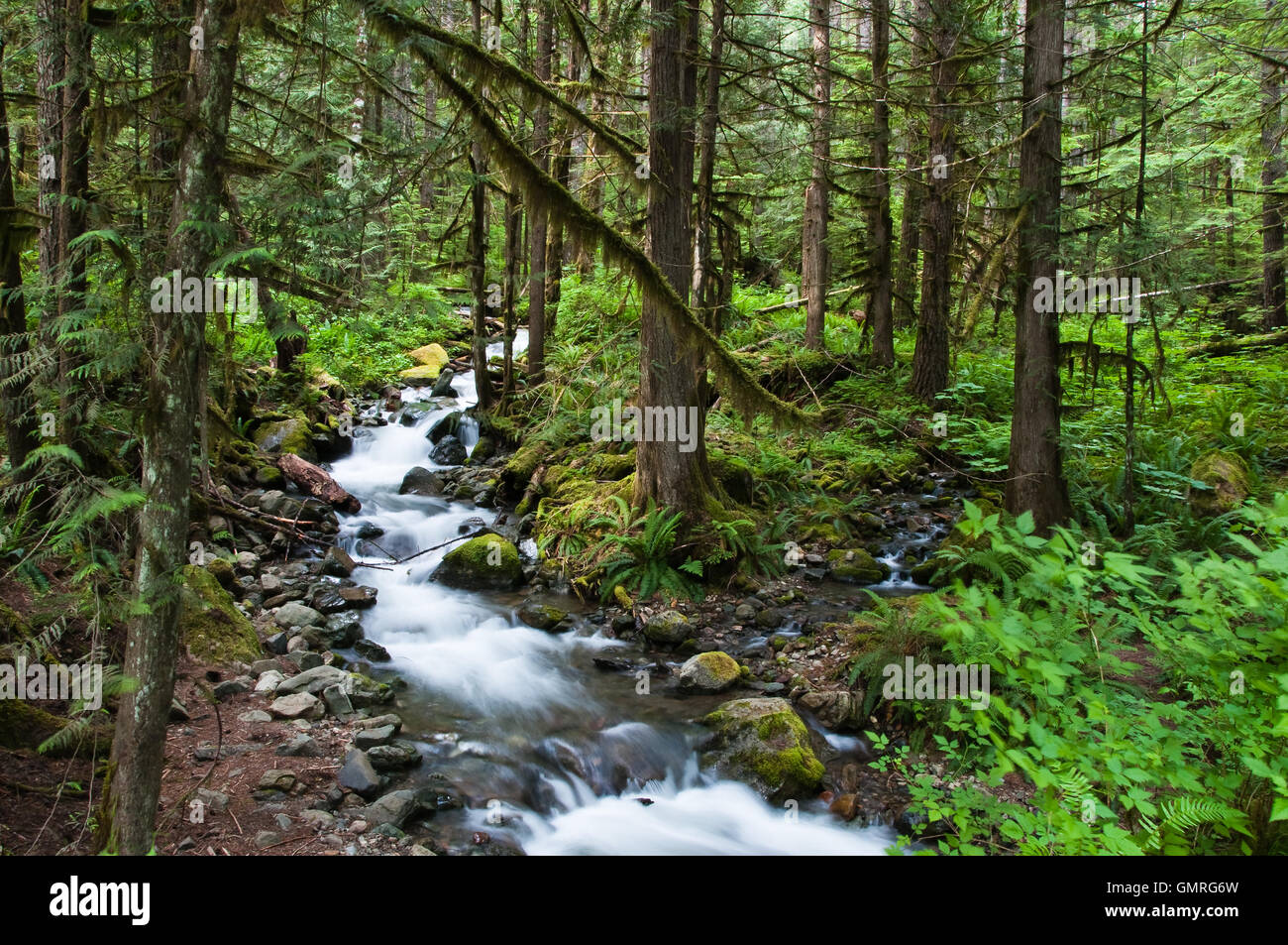 Berg-Waldbach Stockfoto