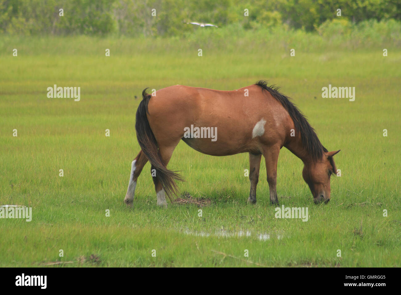 wildes Pferd grasen auf Assateague Insel Stockfoto